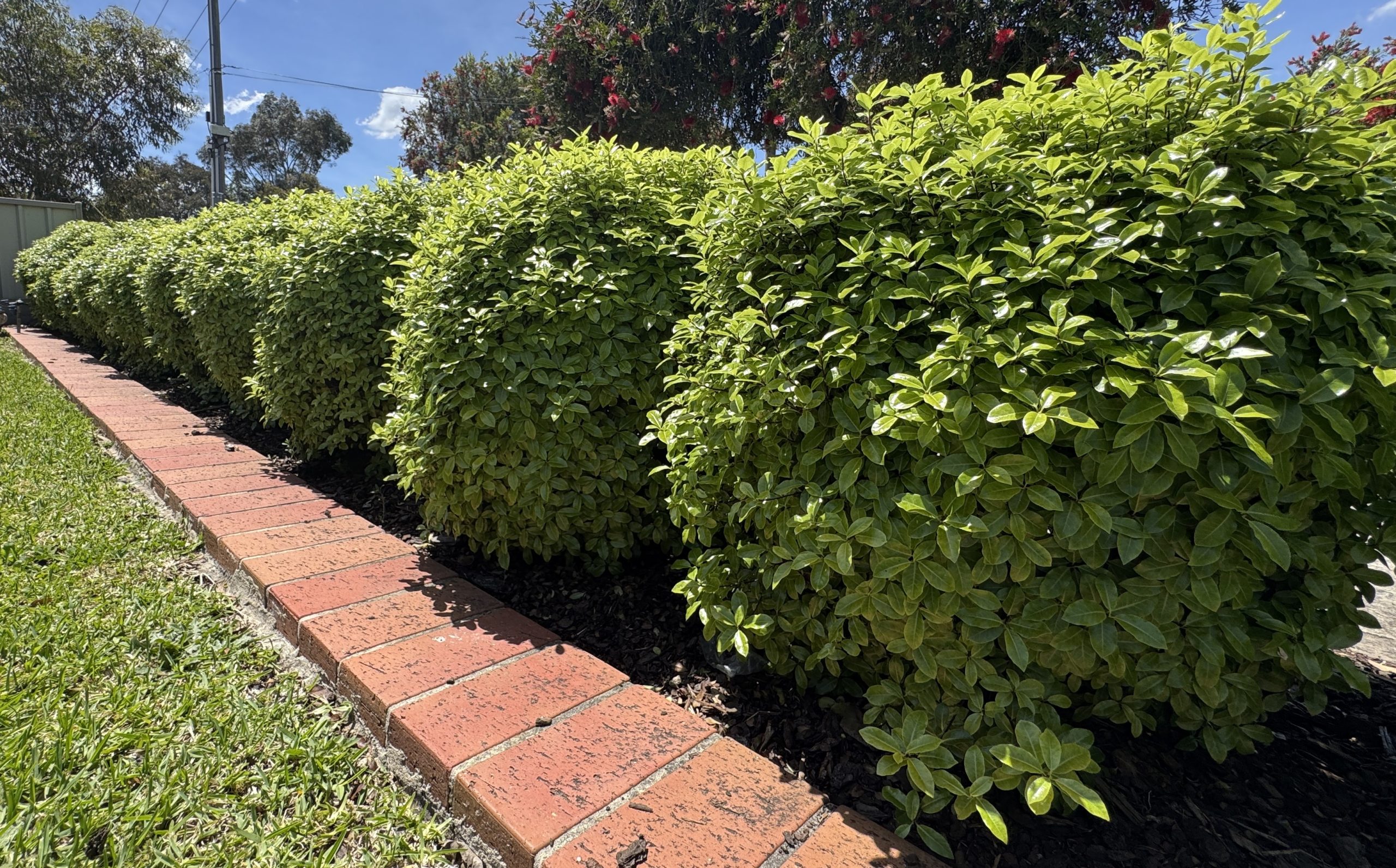 A row of Pittosporum 'Golf Ball' PBR 16" Pot bushes, shaped into spheres, lines the brick pavement.