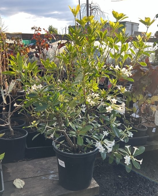 Rhododendron subgenus Vireya White trumpet shaped flowers large 10inch pot plant