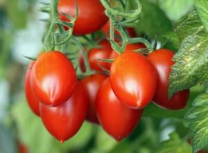 A cluster of ripe, red, oval-shaped Tomato 'Nipple' fruits grows on the vine among green leaves in a 10cm pot.
