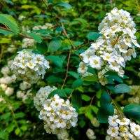 Lantana 'White'