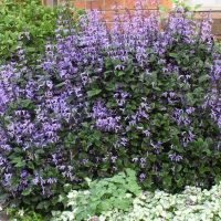 Plectranthus Mona Lavender