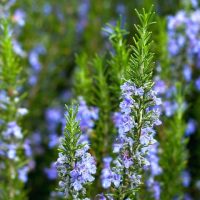 Blue Lagoon Rosemary