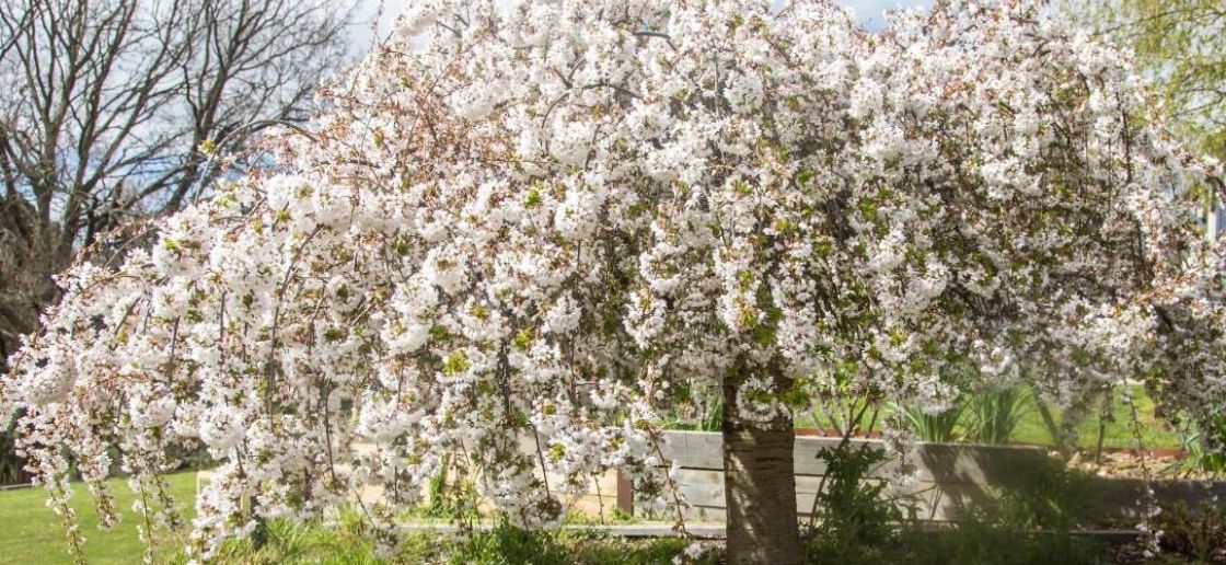 A white flowering tree in a modern garden.