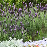 French Lavender