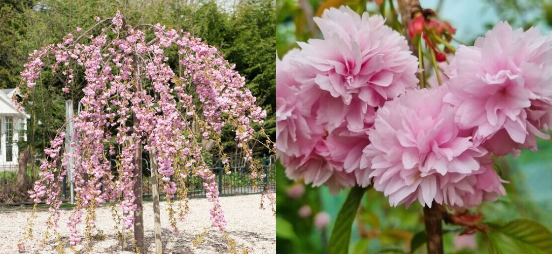 Cheals Weeping Cherry