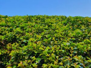 Acmena smithii Green Screen Lilly Pilly against a blue sky hedge australian native green lush foliage leaves