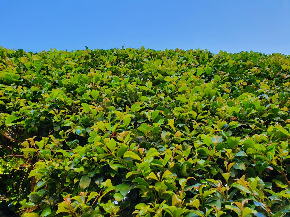 Acmena smithii Green Screen Lilly Pilly against a blue sky hedge australian native green lush foliage leaves