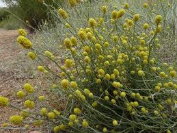 Calocephalus 'Lemon Beauty Heads' in a 15cm pot features bushy, thin green stems with numerous small, round blooms. Ideal for dry outdoor areas and perfect for adding brightness to your garden.