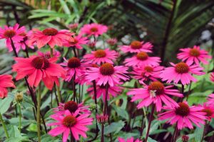 Pink echinacea flowers in a garden.