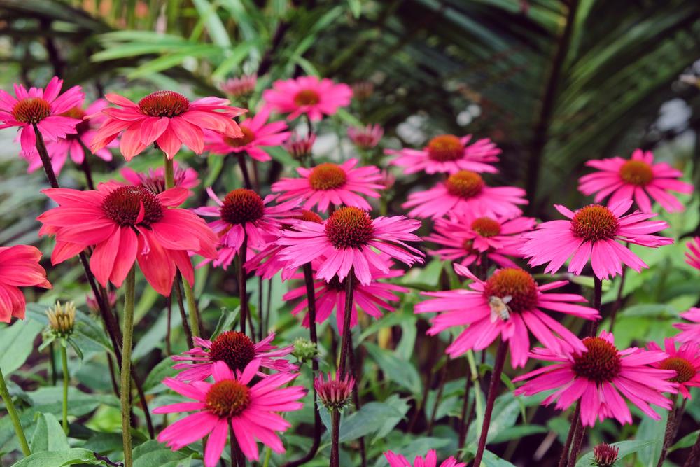 Pink echinacea flowers in a garden.
