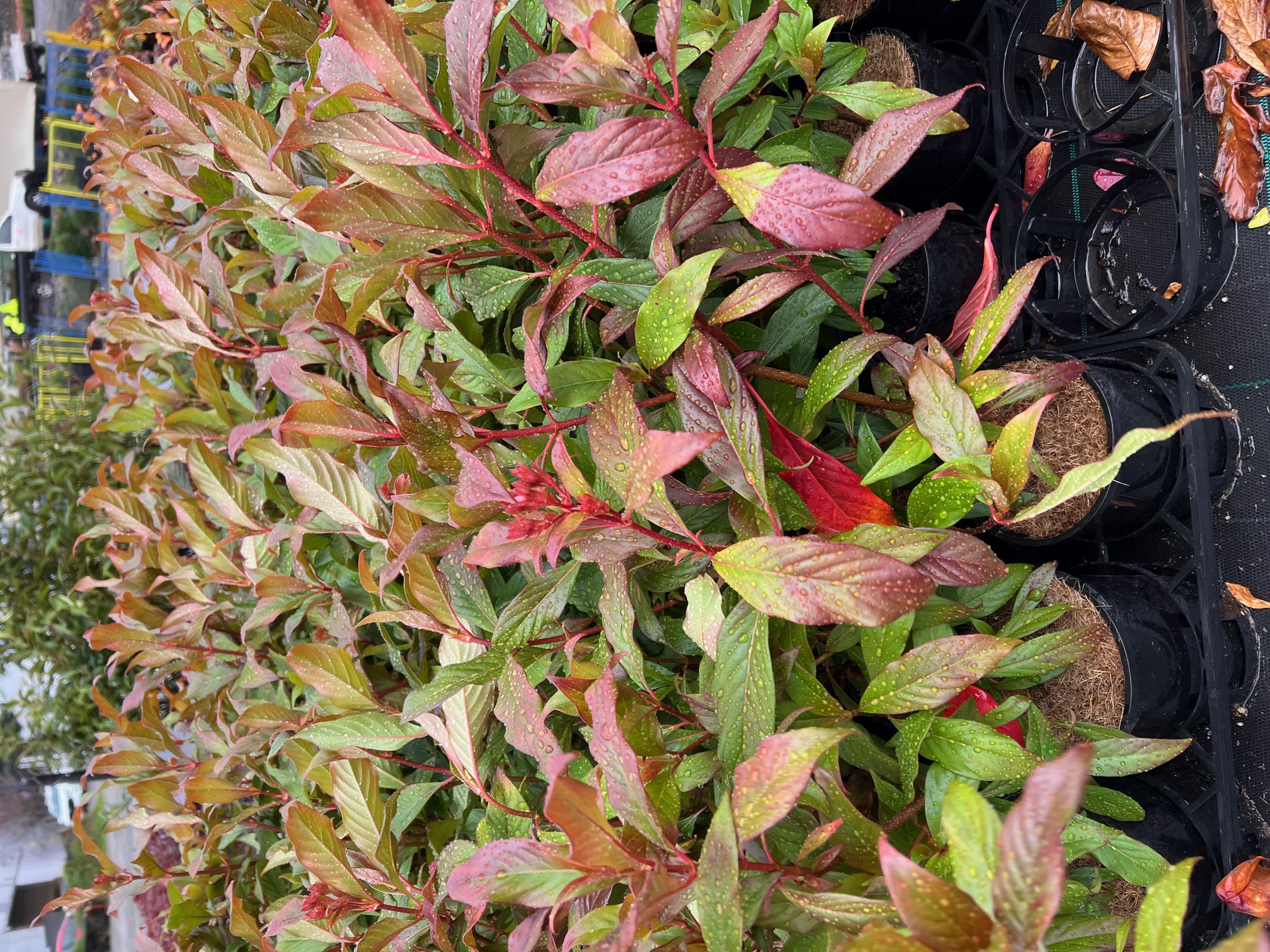 Closeup of multiple potted plants, including a charming Luculia 'Pink Spice' 8" Pot with striking green and red leaves arranged closely together.