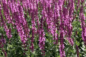 Salvia superba Merleau Rose flowering Sage. Masses of hot pink purple rose soft spiked flowers
