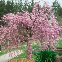 A modern garden featuring a pink flowering tree.