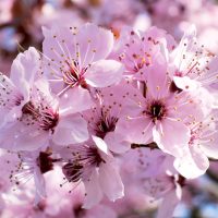 Subhirtella Rosea Weeping Cherry-Close Up
