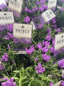 Lavandula Lavinnova The Princess Lavender purple flowers with labels. Masses of long lasting lavender purple flowers