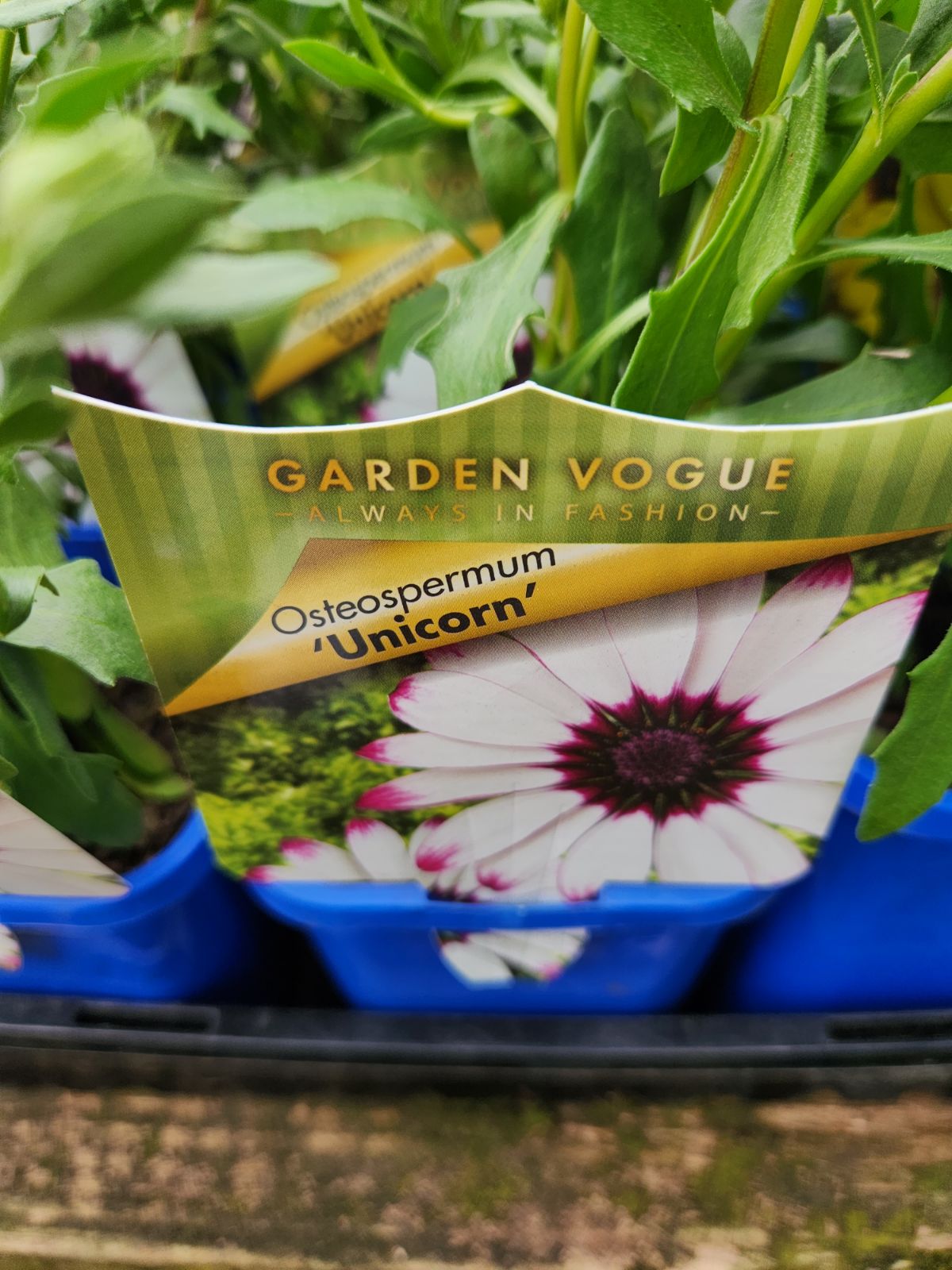 Osteospermum 'Unicorn' African Daisy 4" Pot