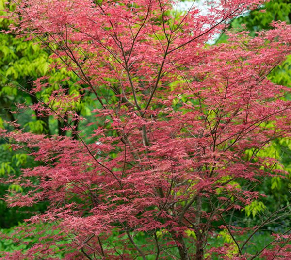 Atropurpureum Japanese Maple tree, Upright
