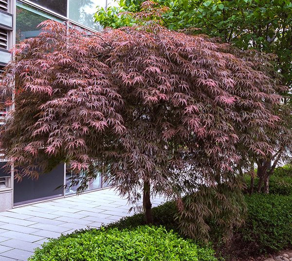 Atropurpureum Japanese Maple tree, Weeping