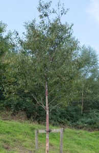 Betula 'Chinese Red Birch' Betula albosinensis var. septentrionalis Tree with upright branches and green leaves