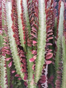 Euphorbia trigona rubra RED 'African Milk Tree' cactus