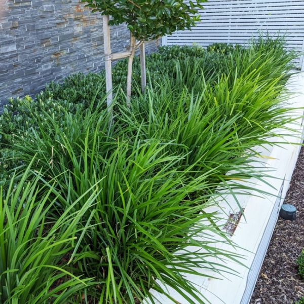 A modern garden featuring a lush green grass lawn and a stylishly designed tree.