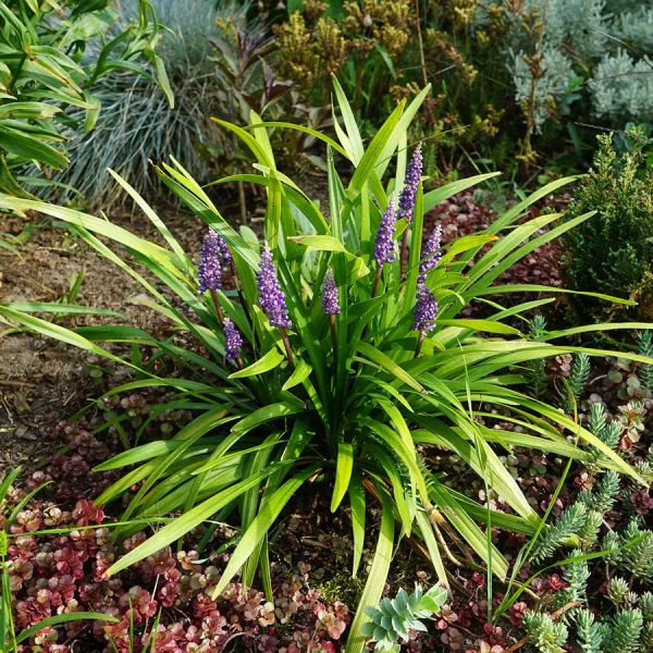 A plant with purple flowers in the middle of a modern garden.