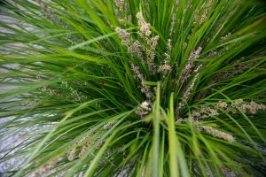 Lomandra Tanika plant grass