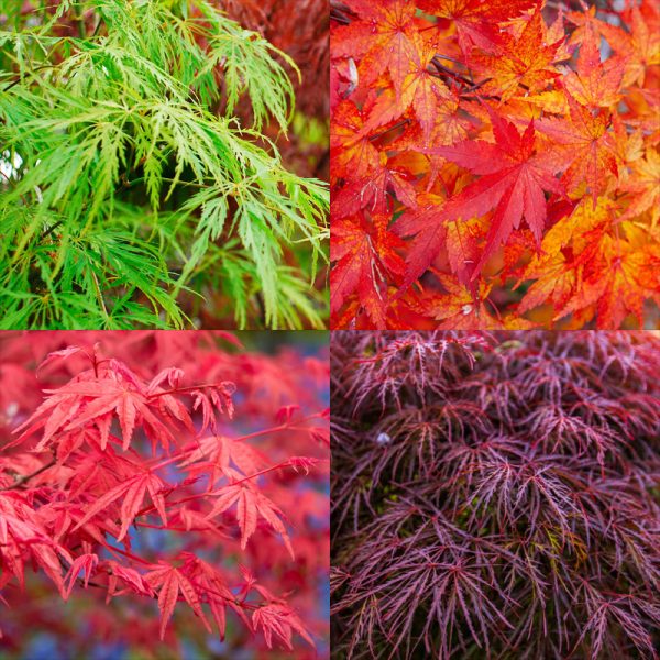 A modern garden featuring a collage of different colors of leaves on a tree.