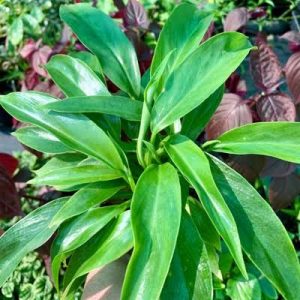 Philodendron 'Heather May' 8" Pot