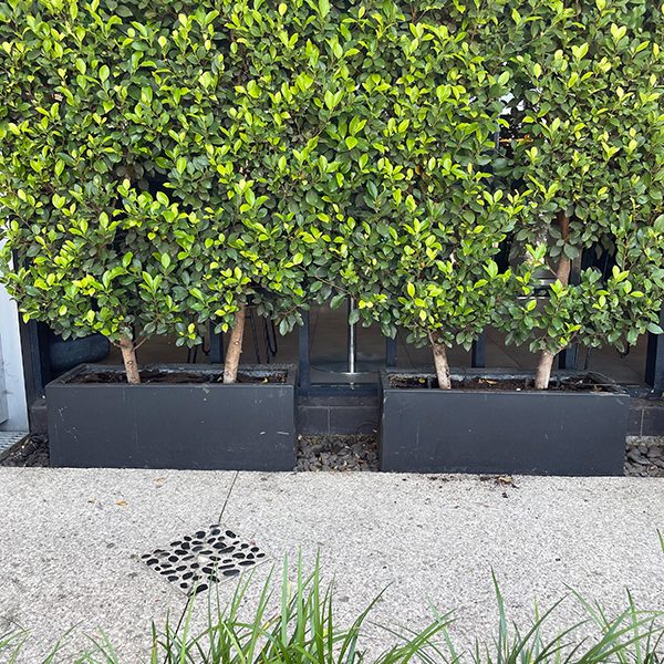 Ficus Flash hedge in planter box