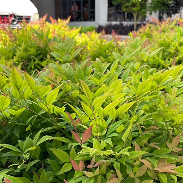 Lilly Lilly Acmena smithii hedge