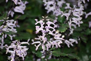 A Plectranthus 'Mona Lavender' White 6" Pot with white and purple flowers.