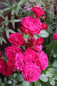 A bunch of Roses in a garden Rosa floribunda Fairy Queen® clusters of hot pink to red flowers