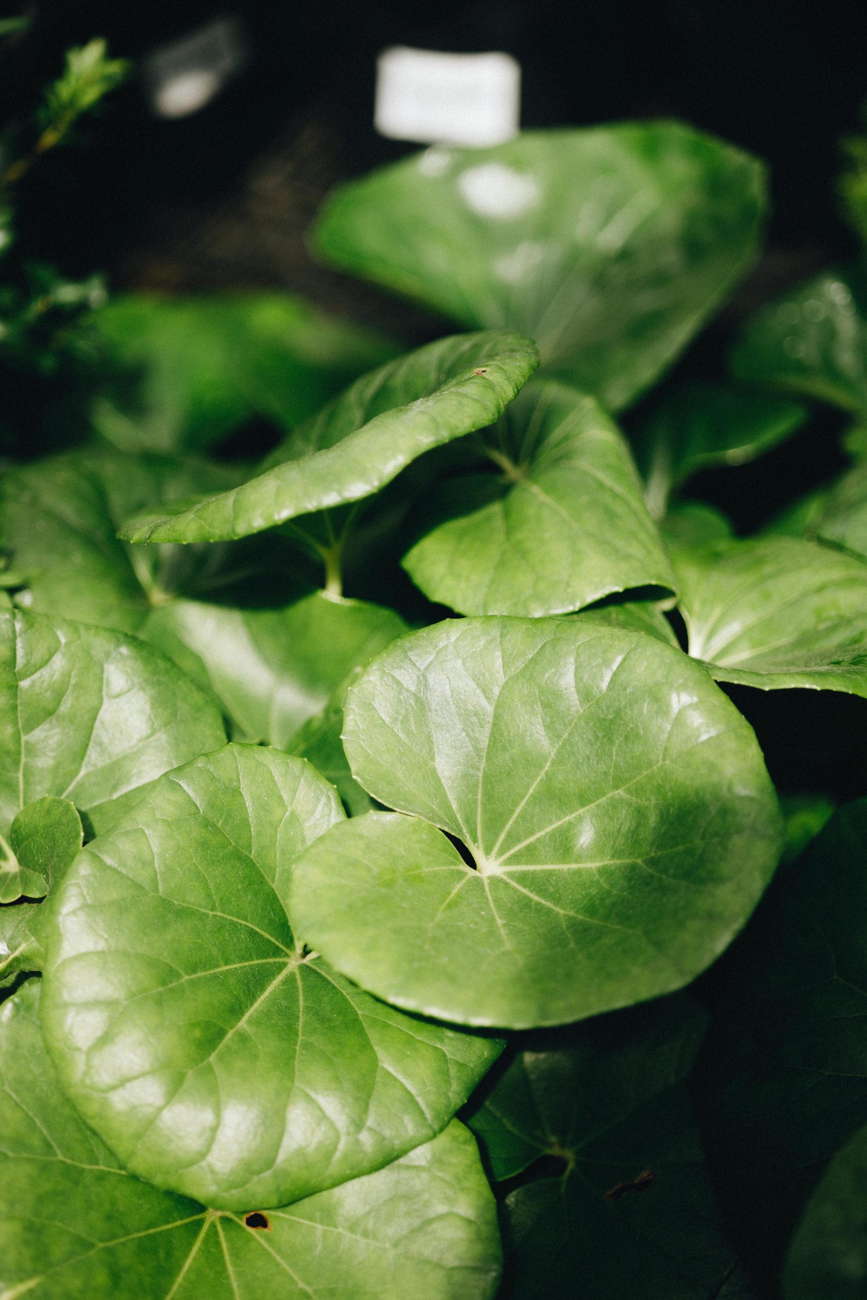 A close up of green leaves of the Ligularia 'Designer Verde™' Tractor Seat 6" Pot plant in a planter.
