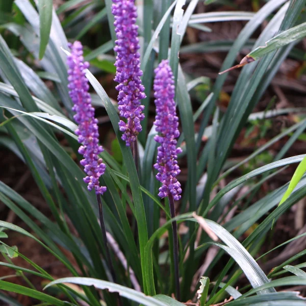 Purple flowers are flourishing in the ground, showcasing a touch of modern garden style.