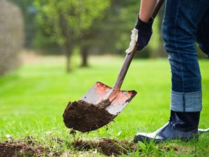 Digging hole to plant tree