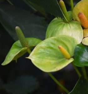 anthurium whispering love heart shaped leaves green and white with yellow flower spikes