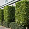 Ficus Flash hedge