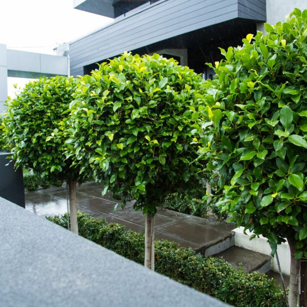 Ficus Ball