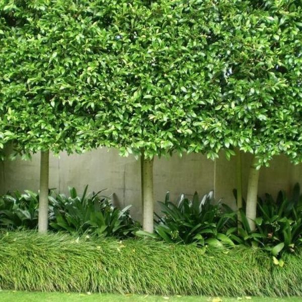 Ficus-pleached-2