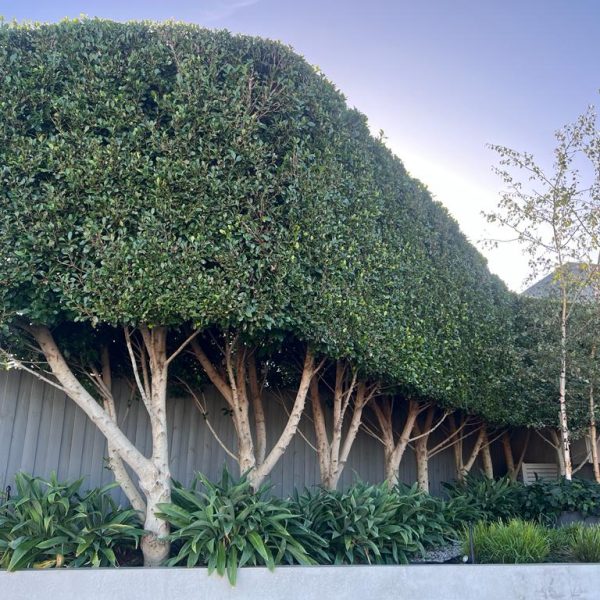 Ficus-pleached