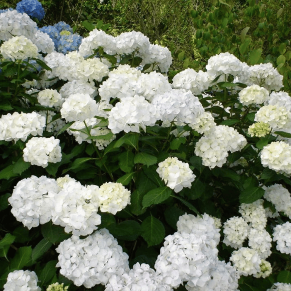 White and blue hydrangeas blooming in a garden. Hydrangea Bridal Bouquet