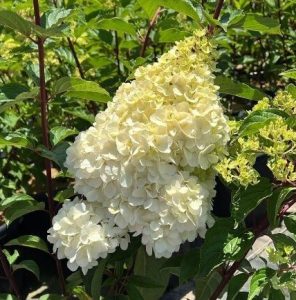White hydrangea in a pot with green leaves. Hydrangea Sundae Fraise flower