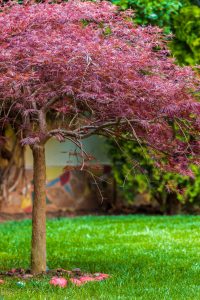 A modern tree in a garden. Inaba Shidare Red Weeping Japanese Maple