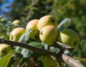 malus domestica five crown london pippin apple tree yellow green apple fruits on a branch with a bee pollinating