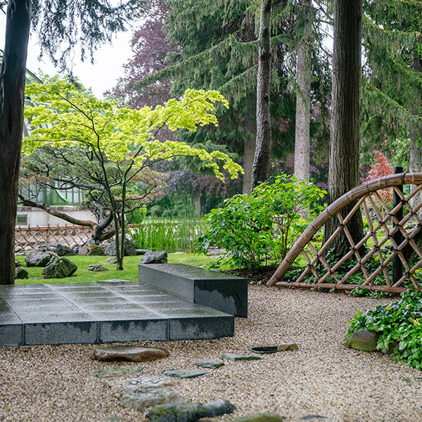 Japanese garden in Vienna with Japnese maple and red maple and white pebbles as ground. Amazing large spruce trees.