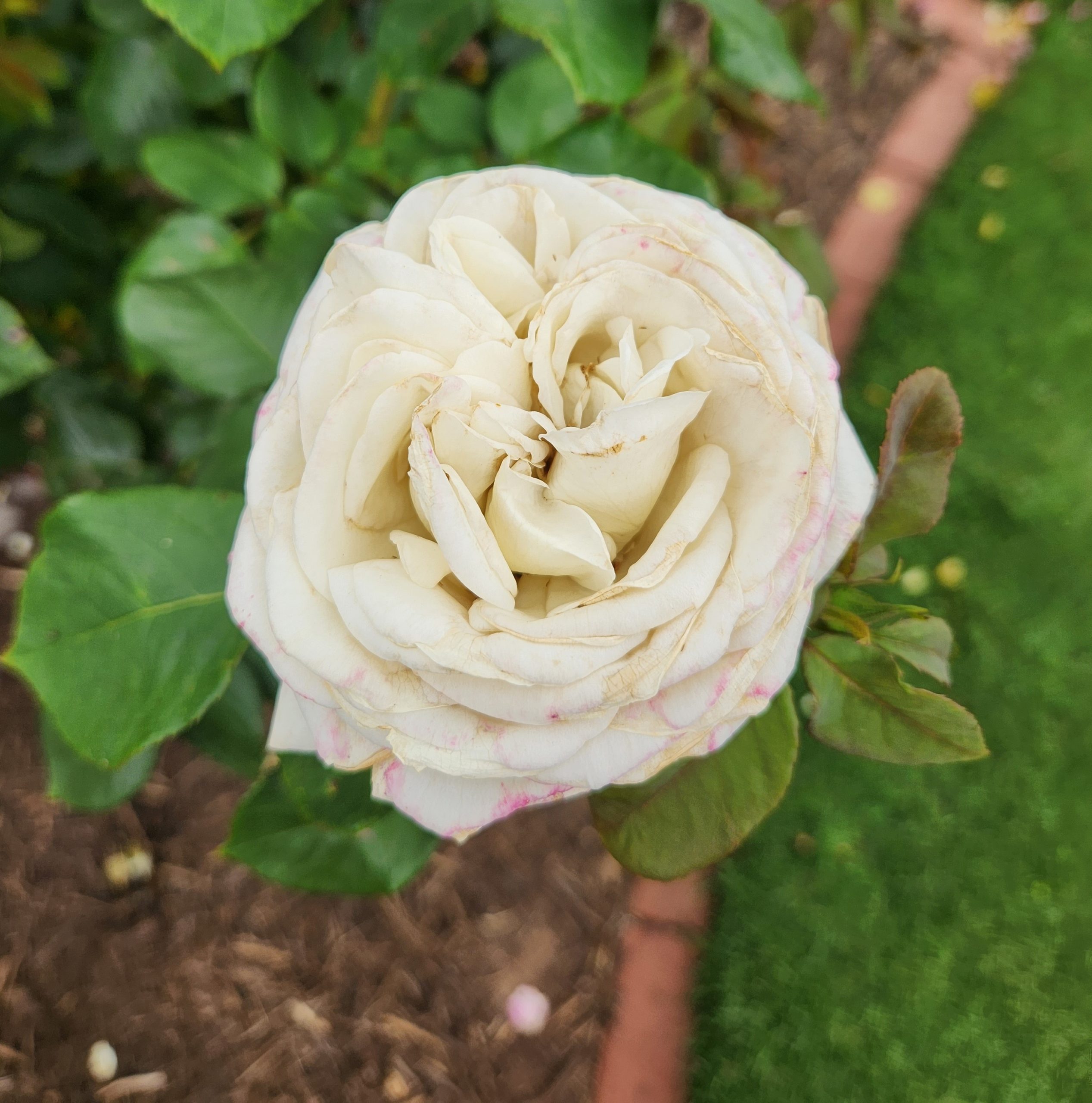 ROSA HYBRID TEA SNOW WHITE ROSE ICE GIRL