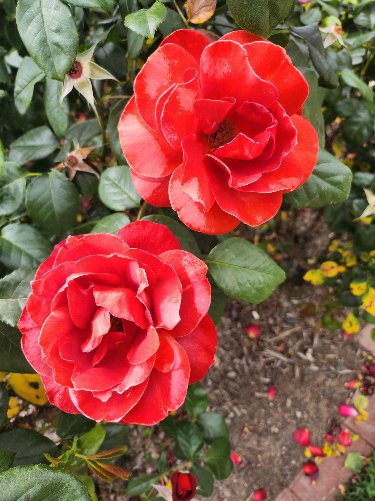 rosa floribunda hot cocoa two roses chocolate red orange coloured petals