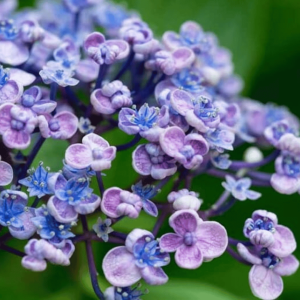 A close up of a purple flower with green leaves. Ayesha Hydrangea