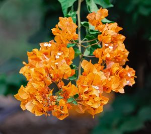 Bougainvillea yellow orange flower
